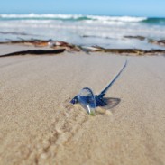 A bluebottle washed up on the sand. The long stinger trails out behind it. Australia