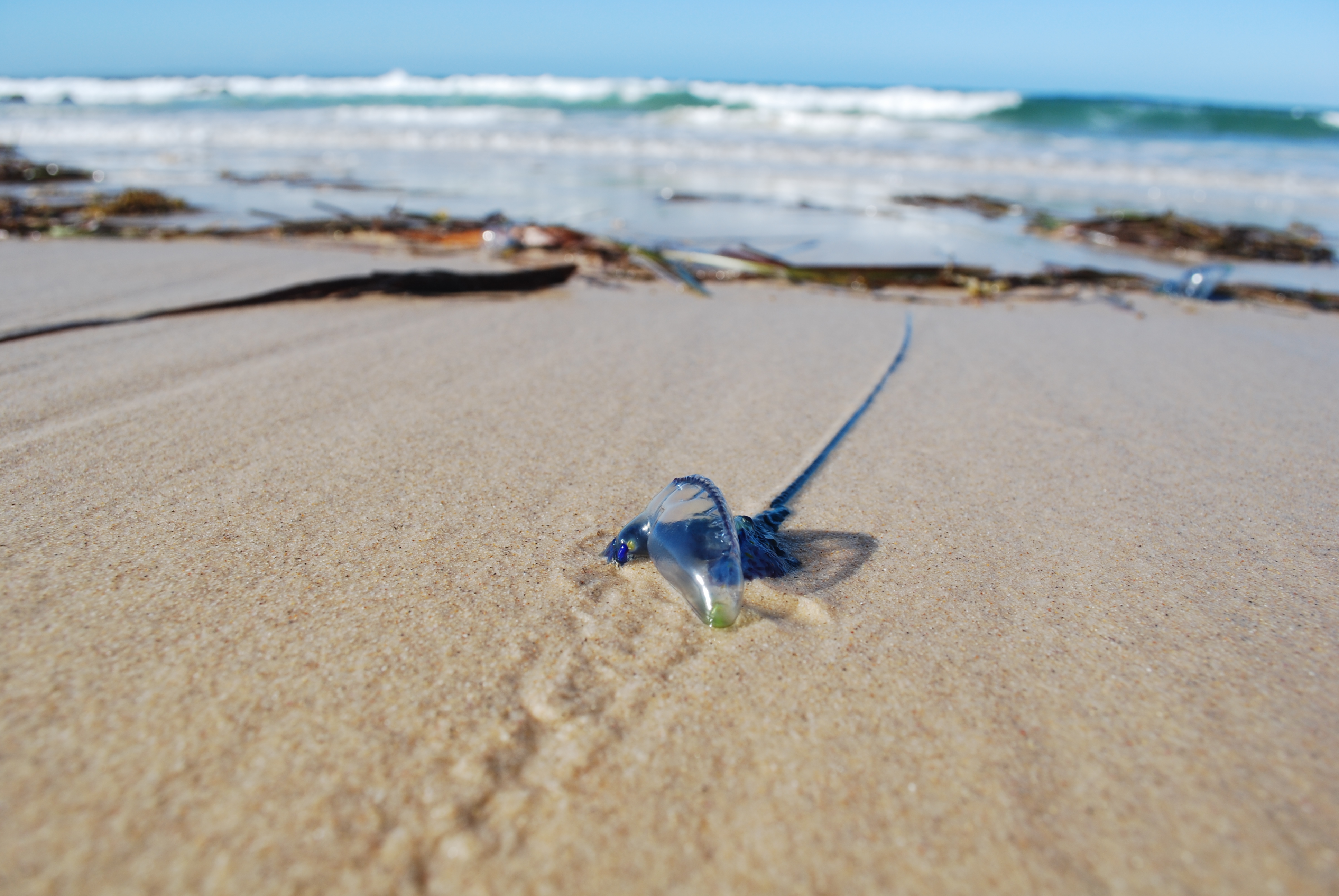 My Close Encounters with Australian Wildlife: Part 2- Dingoes, Jellyfish, Octopi and other Wondrous Creatures