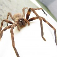 Huntsman Spider, Australia