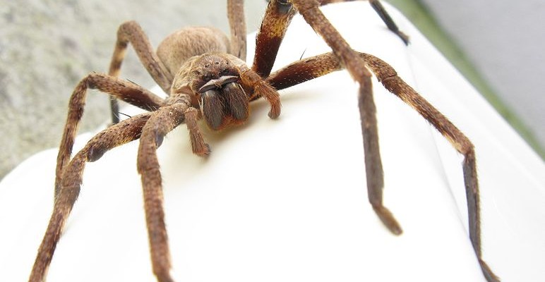 Huntsman Spider, Australia