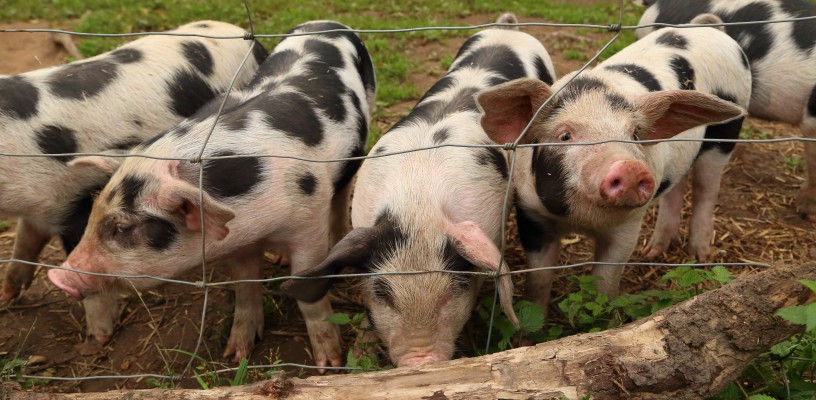 Cute Piglets, New Forest, England, UK