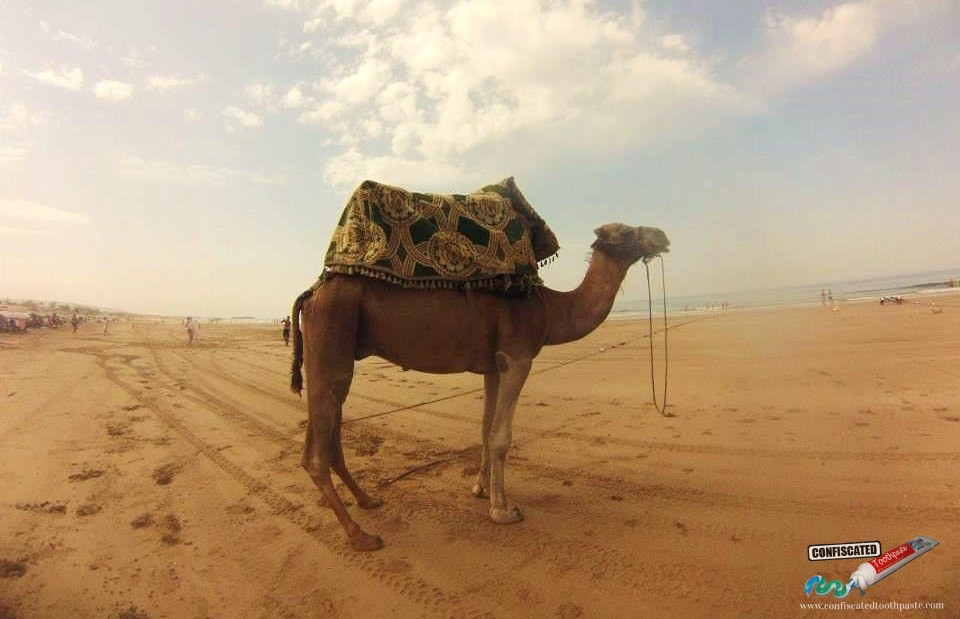 Camel on Taghazout Beach, Morocco