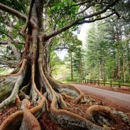 Tree on Norfolk Island, Australia