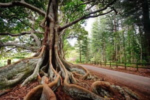 Creative use of the wide angle and rule of thirds, Norfolk Island. Photo: Rob Gibbs