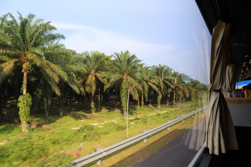 Palm Plantations, leaving Malaysia bound for Singapore