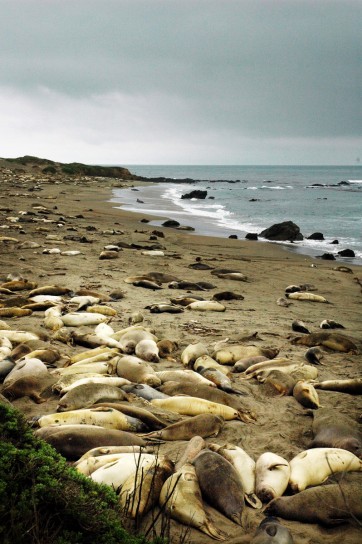 Piedras Blancas Elephant Seal colony. Photo: Rob Gibbs