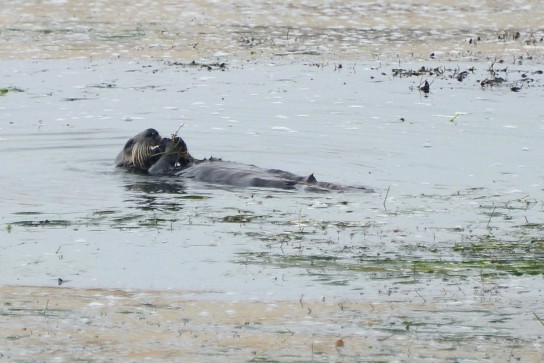 Sea otter at Bird Rock on 17 Mile Drive