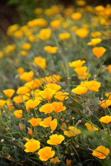 Wildflowers, Point Lobos State Park. Photo: Rob Gibbs