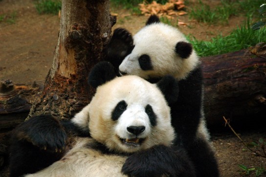 Mother and cub pandas at San Diego Zoo. Photo: Rob Gibbs