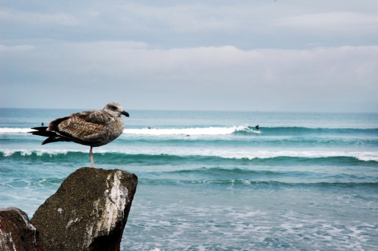 The Beach at Morro Bay. Photo: Rob Gibbs
