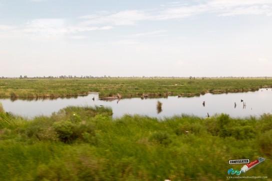 Louisiana bayou swampland