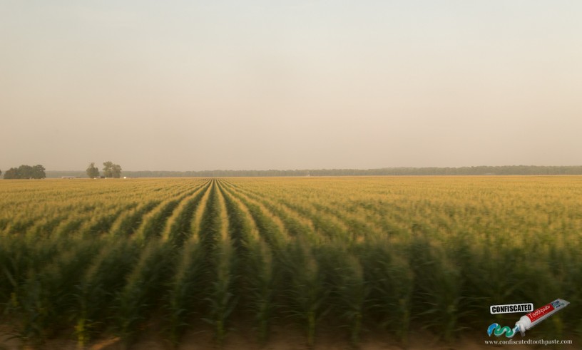 Cornfields from Train, Mississippi, USA